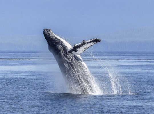 A Whale Jumping Out Of The Water