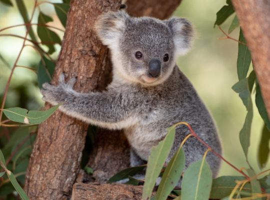 A Koala Bear In A Tree